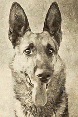 Thunder the Dog