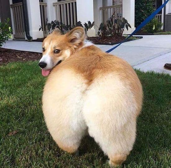 Flying Corgi