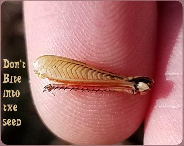 don't bite into the seed